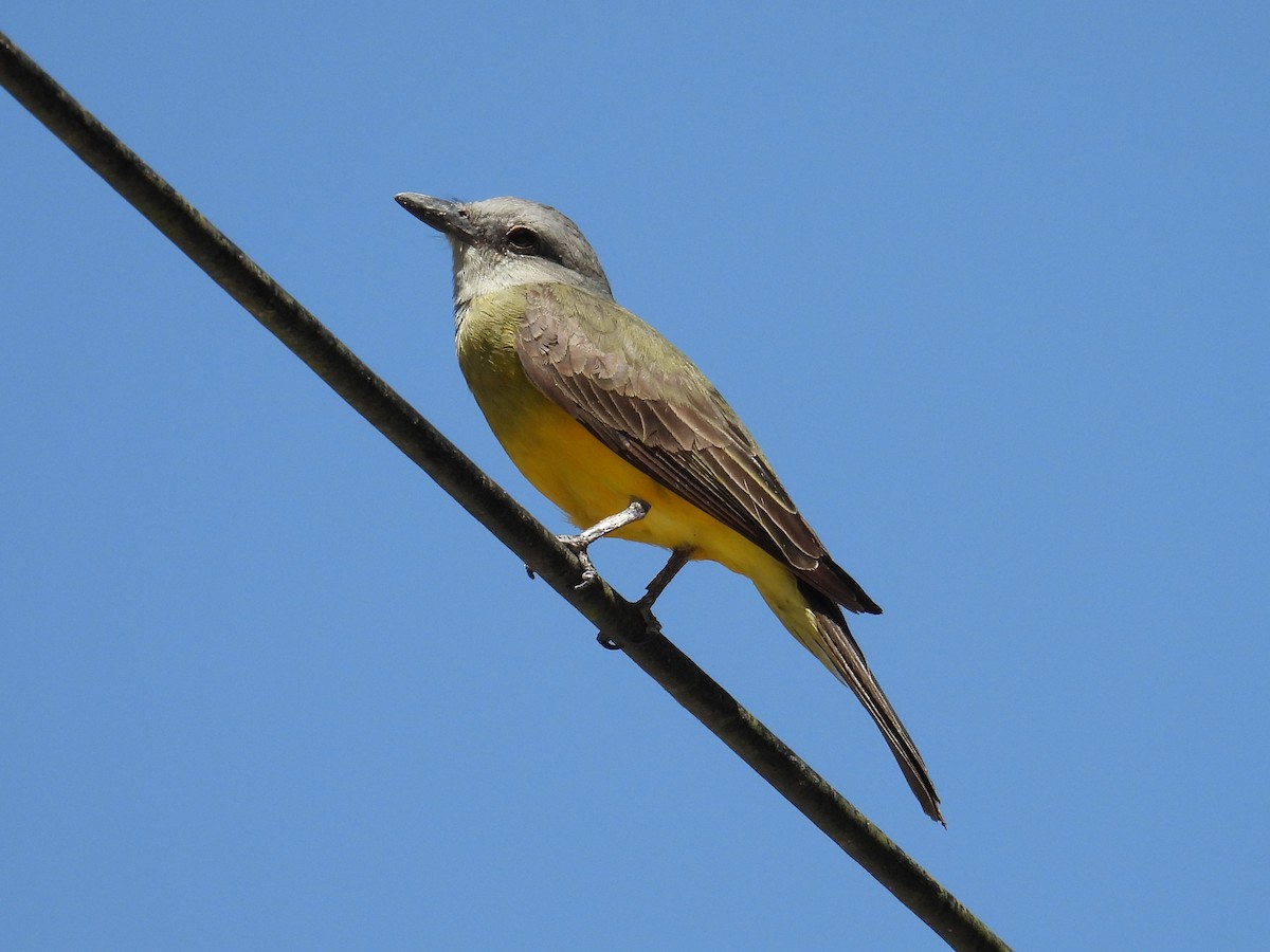 Tropical Kingbird - ML622686307