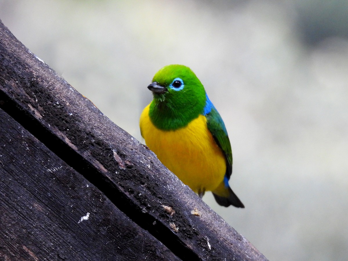 Blue-naped Chlorophonia - ML622686362