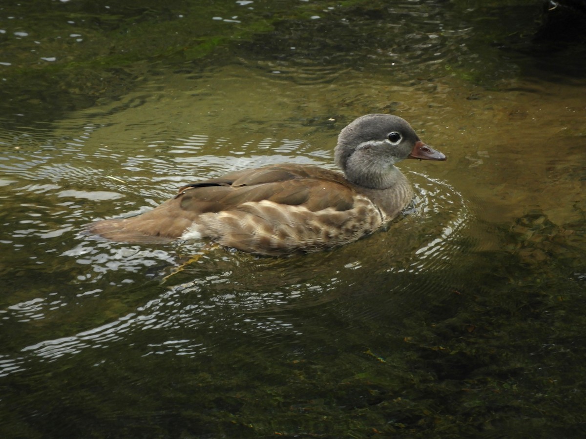 Mandarin Duck - Takayuki Uchida