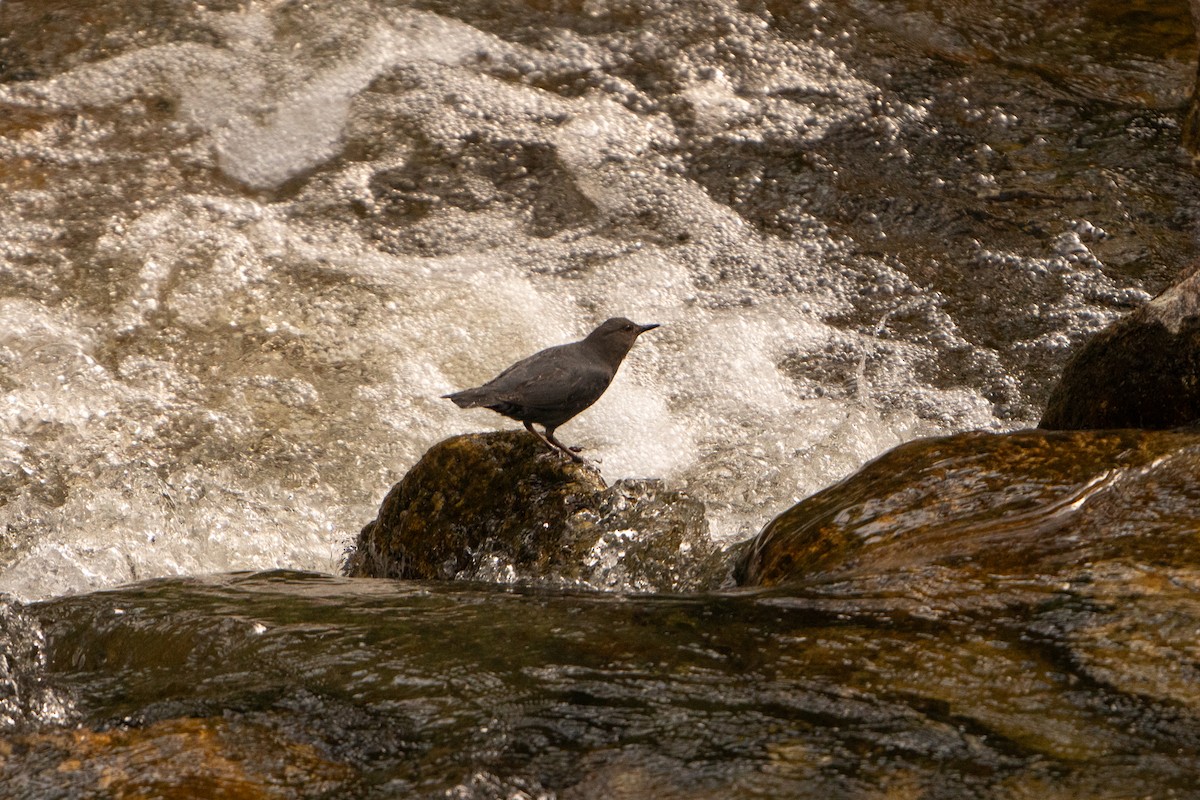 American Dipper - Jeffer Giang