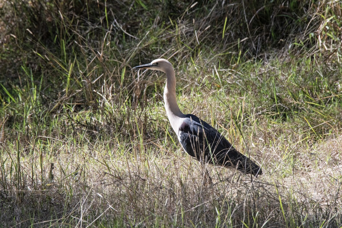 Pacific Heron - ML622686448