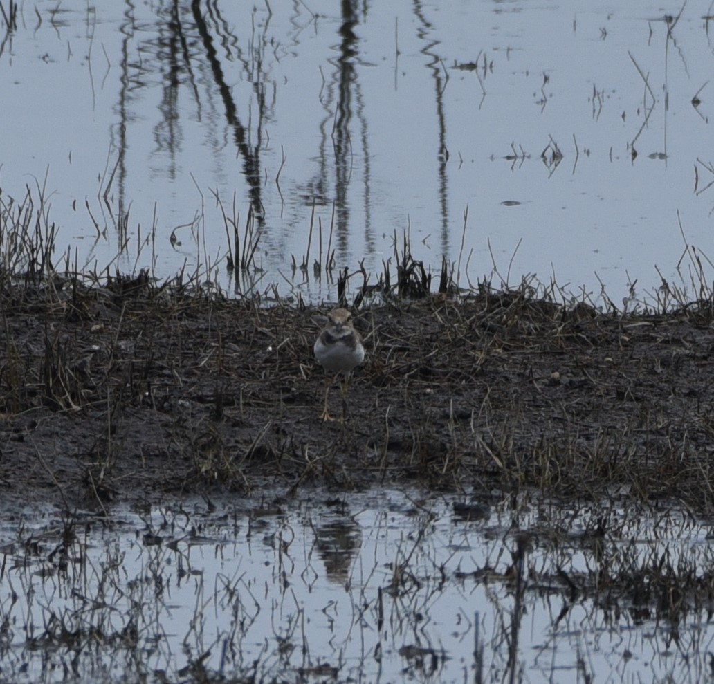 Long-billed Plover - Toby Ye