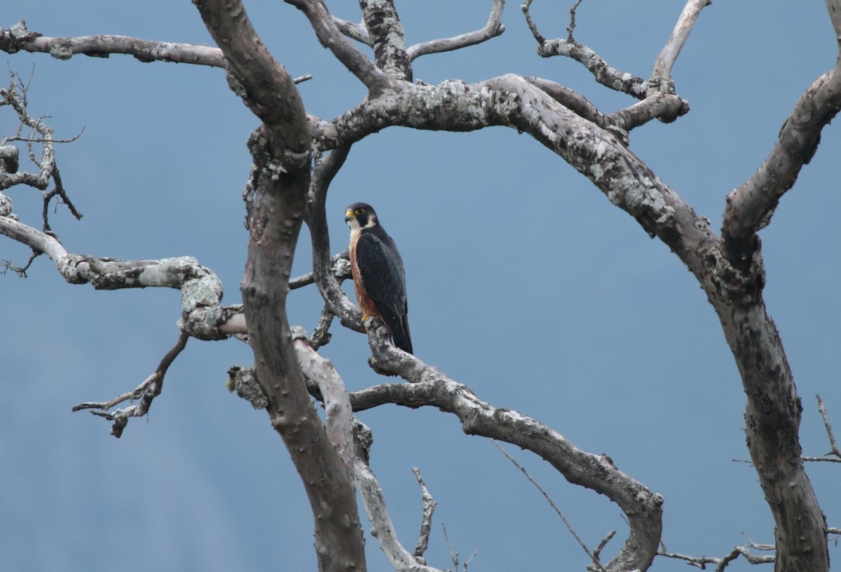 Halcón Peregrino (peregrinator) - ML622686471