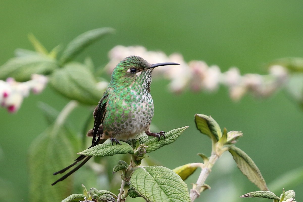 Black-tailed Trainbearer - Roksana and Terry