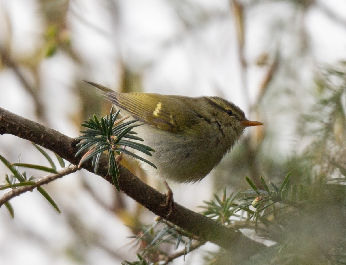 Blyth's Leaf Warbler - Jagdish Jatiya