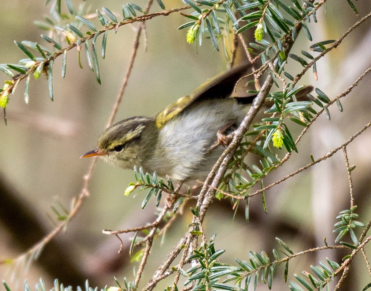 Blyth's Leaf Warbler - ML622686485