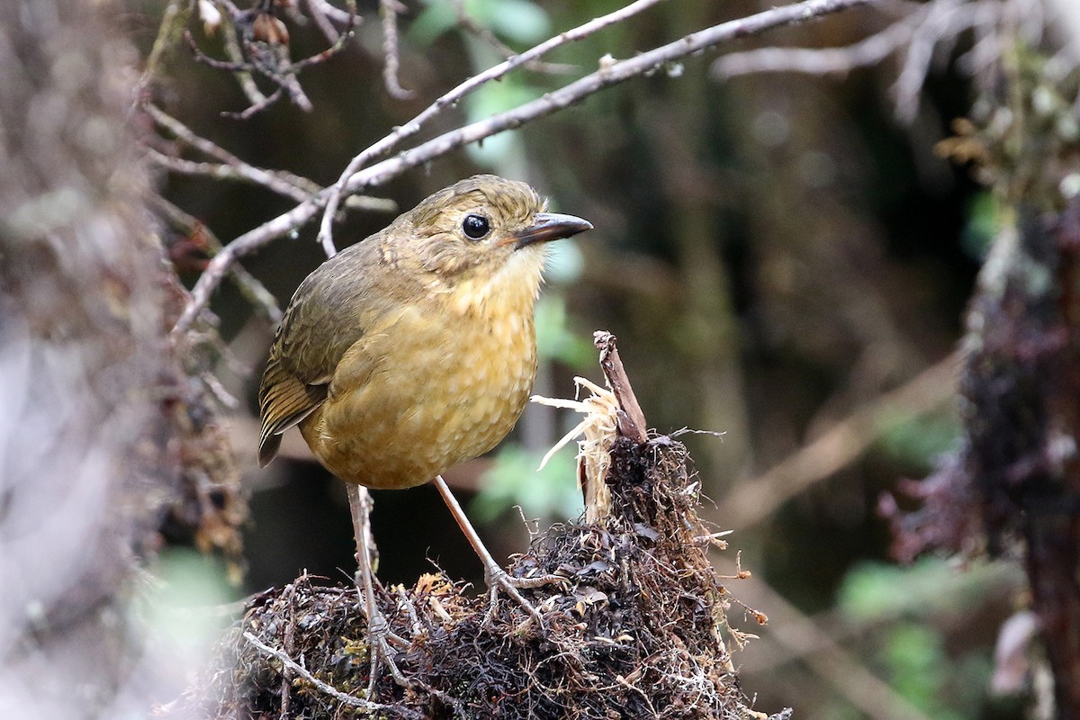 Tawny Antpitta - ML622686499