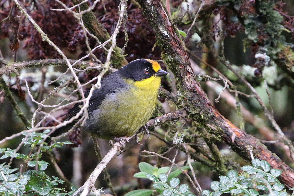 Pale-naped Brushfinch - ML622686508