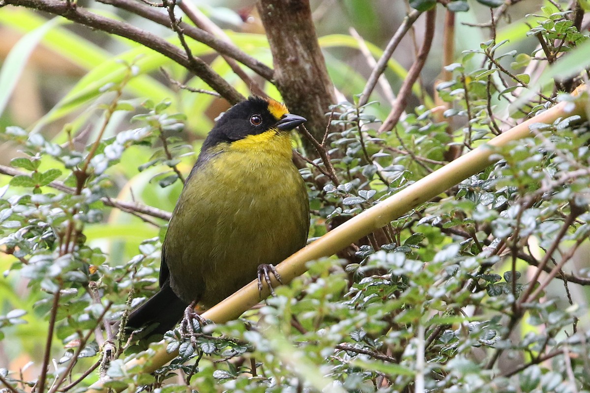 Pale-naped Brushfinch - ML622686510