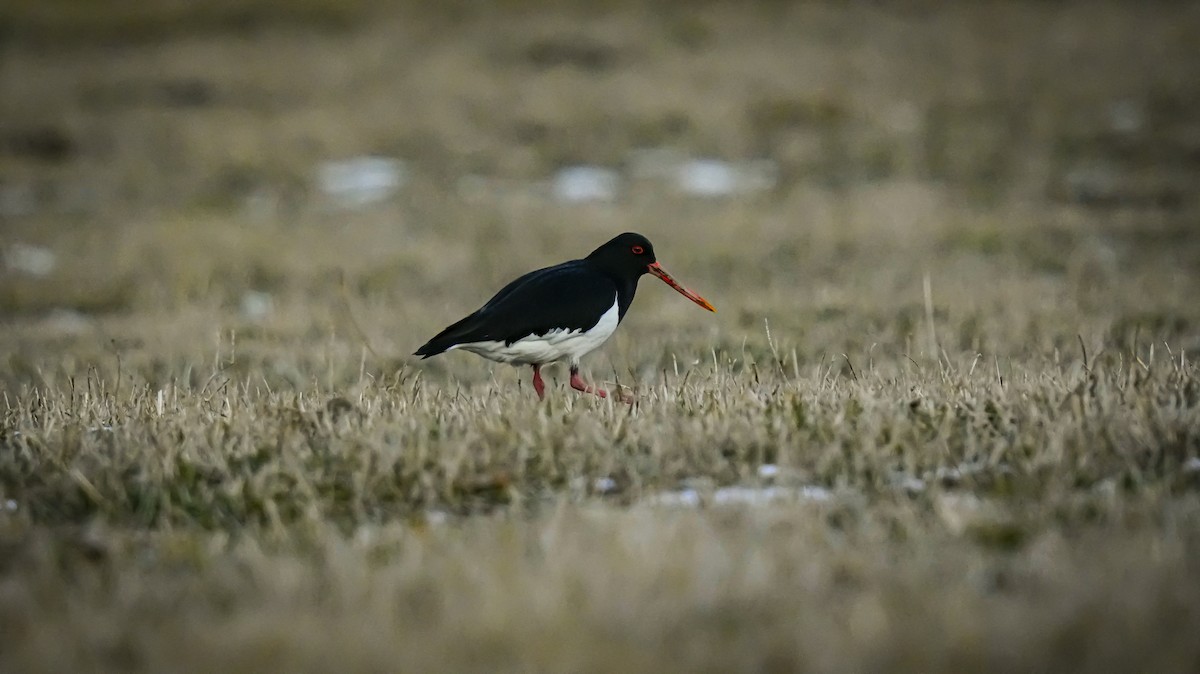 South Island Oystercatcher - ML622686522