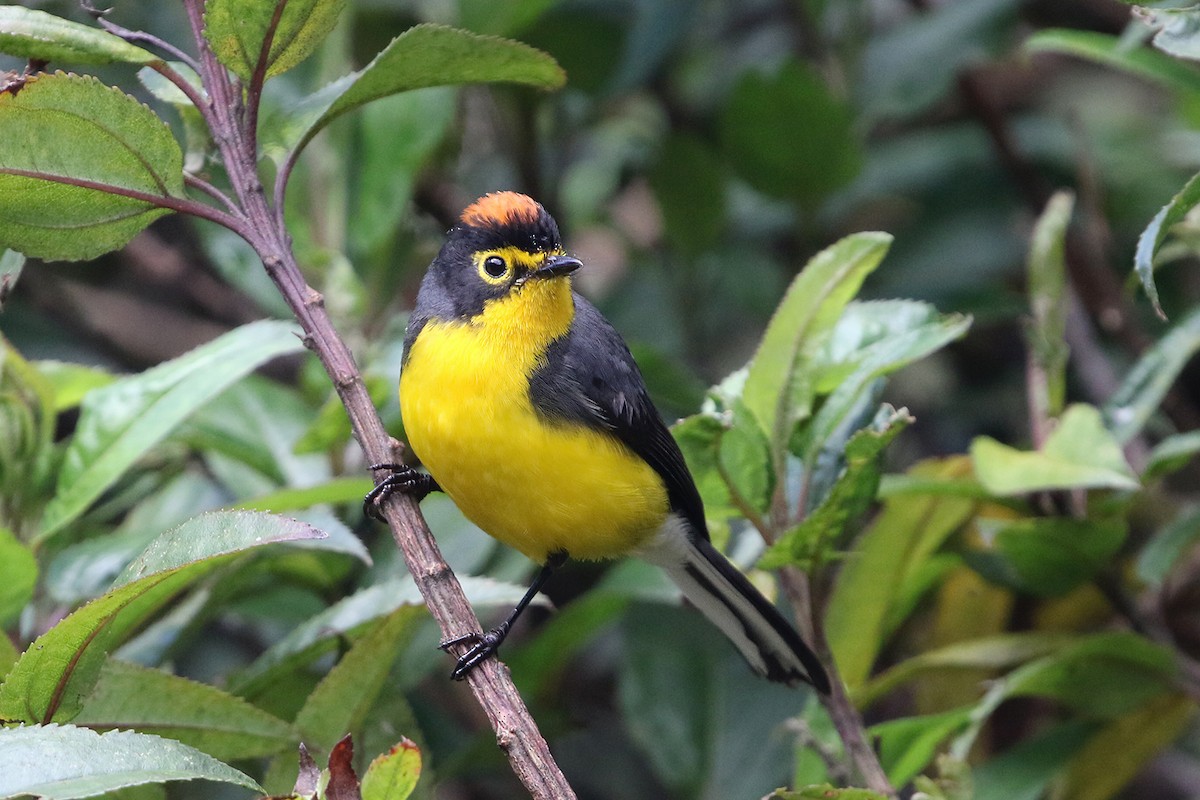 Spectacled Redstart - ML622686531