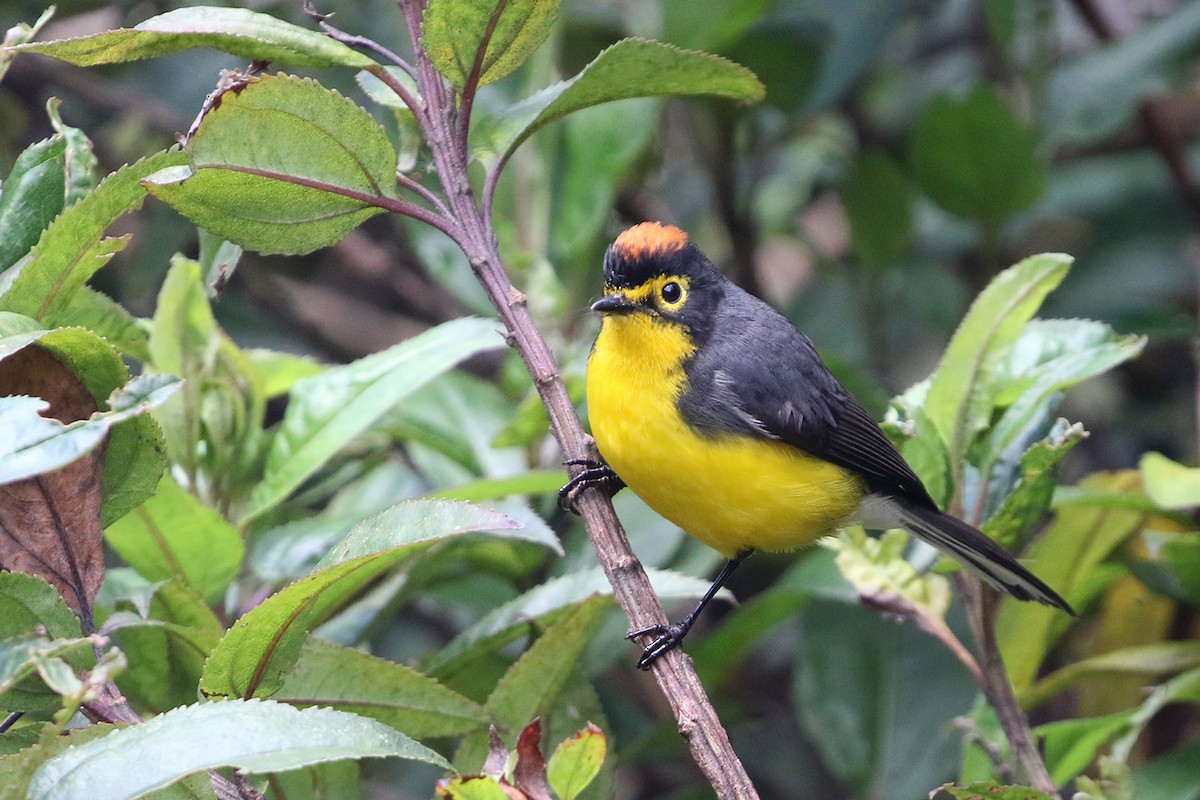 Spectacled Redstart - ML622686533