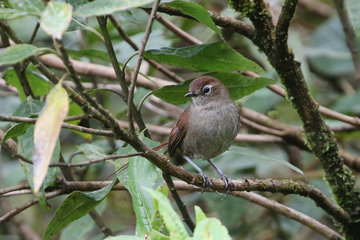 White-chinned Thistletail - ML622686540