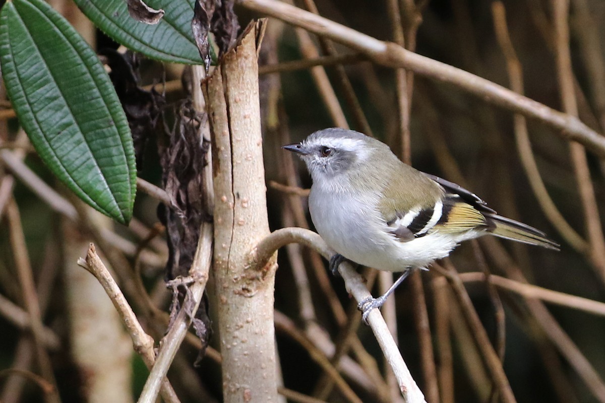 White-banded Tyrannulet - ML622686554