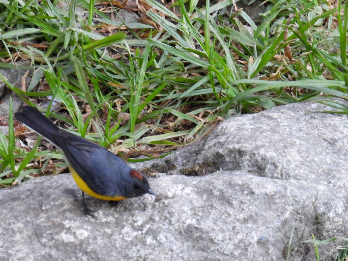 Slate-throated Redstart - ML622686568