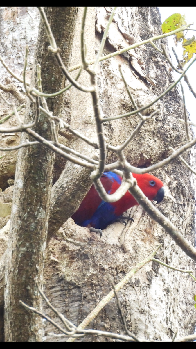 Loro Ecléctico de Nueva Guinea - ML622686613