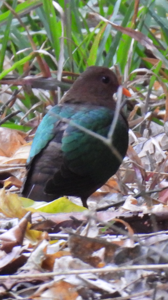 Pacific Emerald Dove - ML622686614