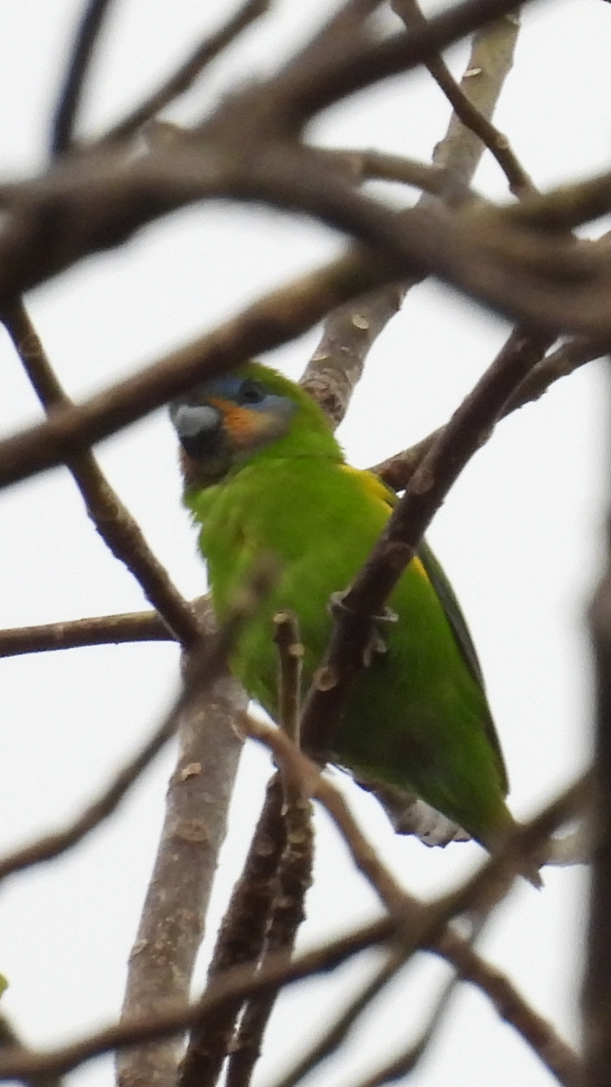 Double-eyed Fig-Parrot - Christine Rand