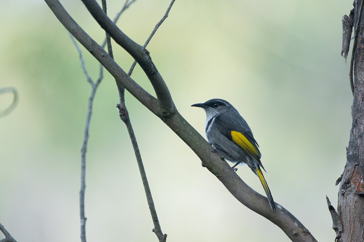 Crescent Honeyeater - Ian Melbourne