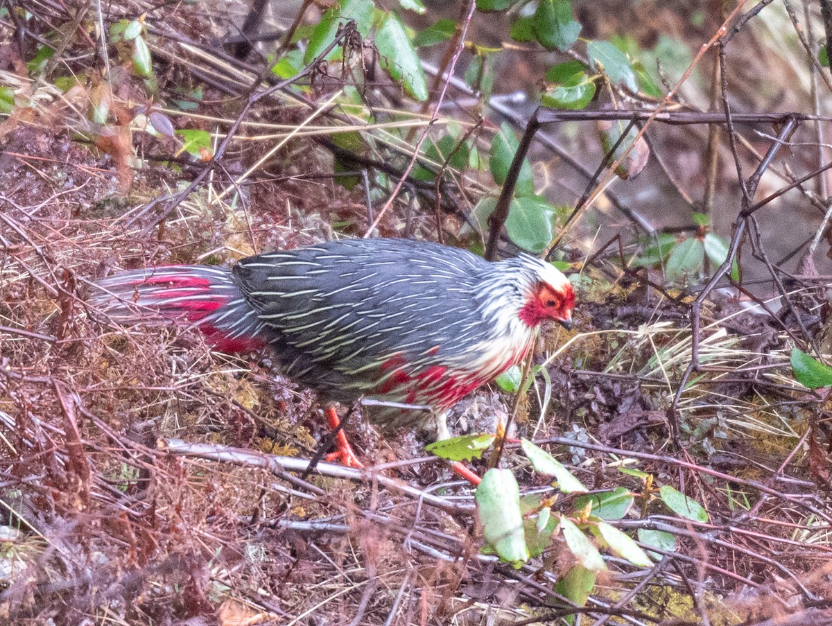 Blood Pheasant - ML622686670