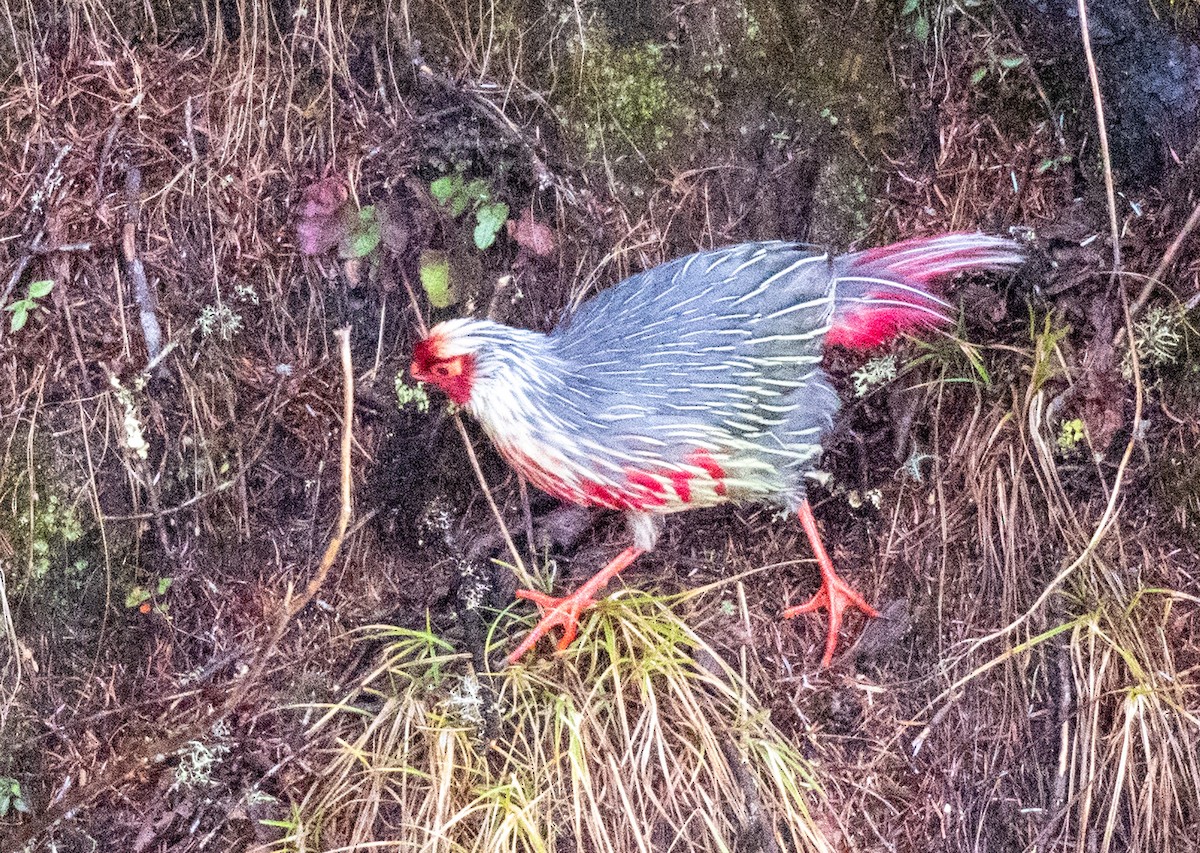 Blood Pheasant - ML622686671