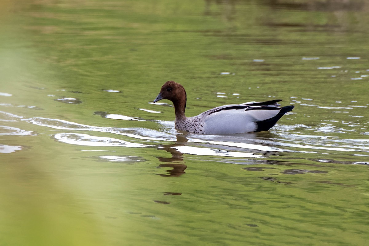 Maned Duck - Gordon Arthur