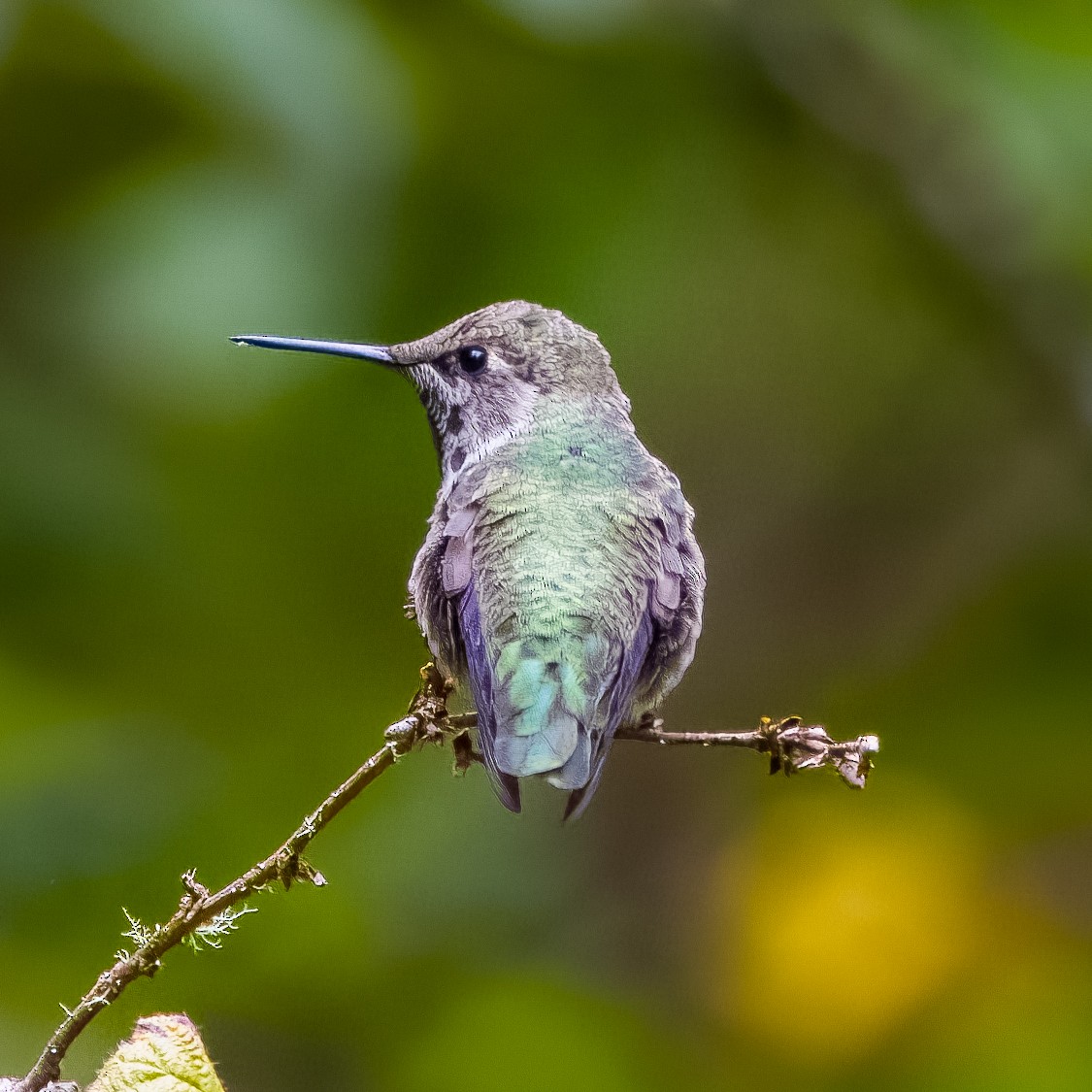 Anna's Hummingbird - William Johnson