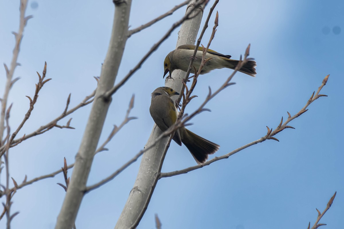 White-plumed Honeyeater - ML622686686