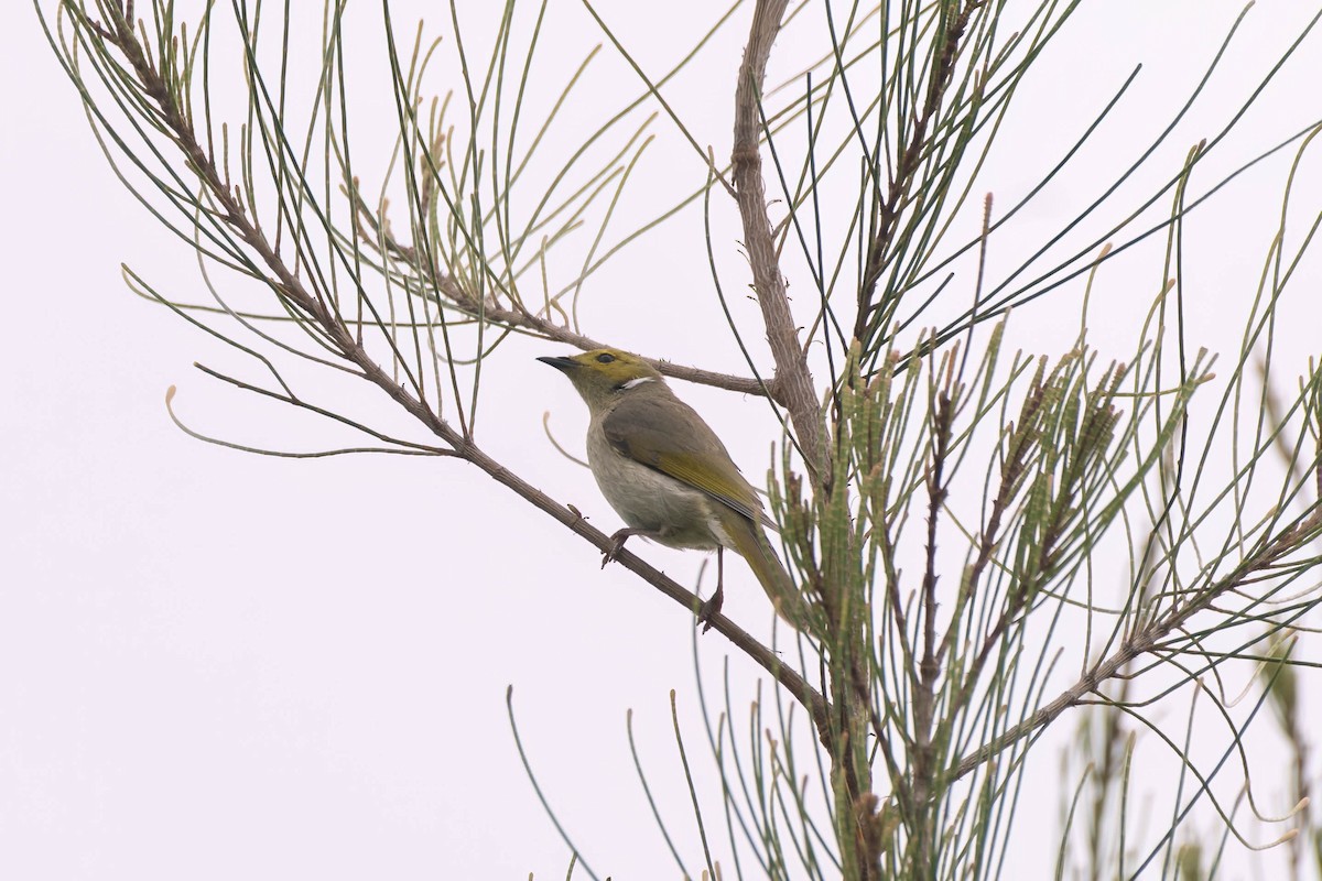 White-plumed Honeyeater - ML622686687