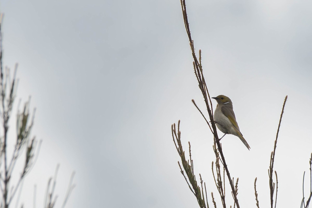 White-plumed Honeyeater - ML622686688