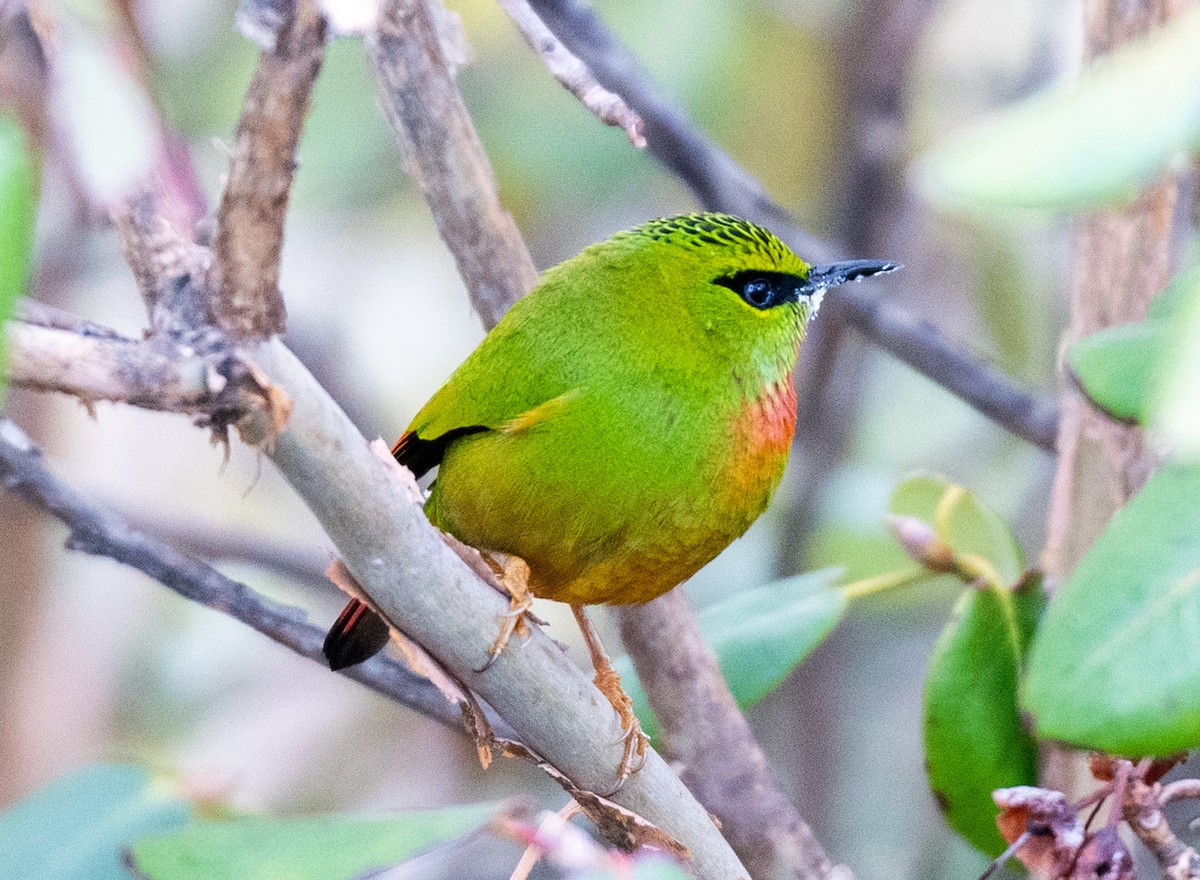 Fire-tailed Myzornis - Jagdish Jatiya