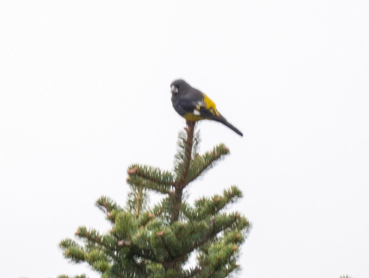 White-winged Grosbeak - ML622686718