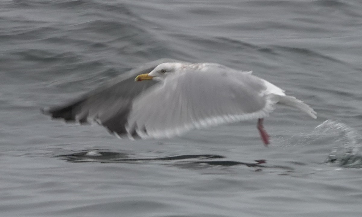 Herring Gull (American) - Matt Dufort