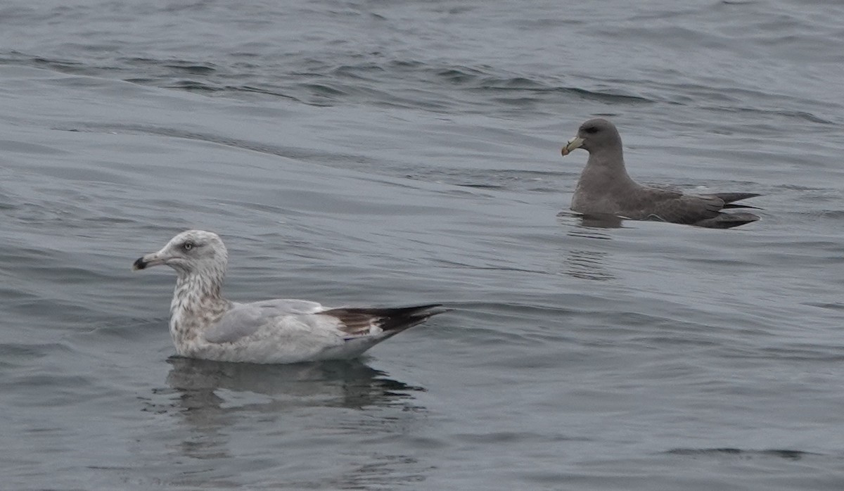 Herring Gull (American) - Matt Dufort