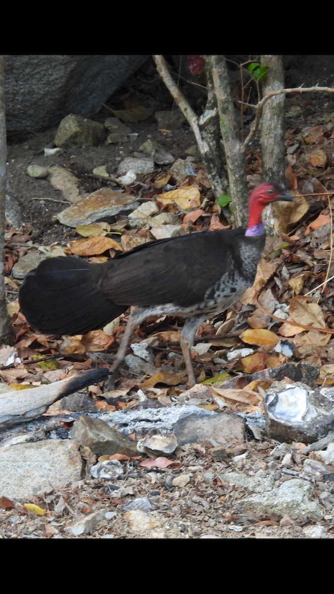 Australian Brushturkey - ML622686761