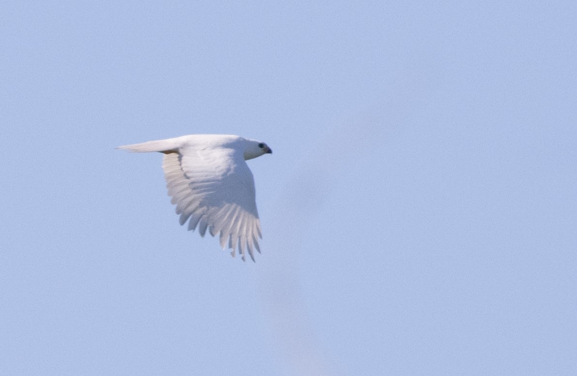 Gray Goshawk - Chris Barnes