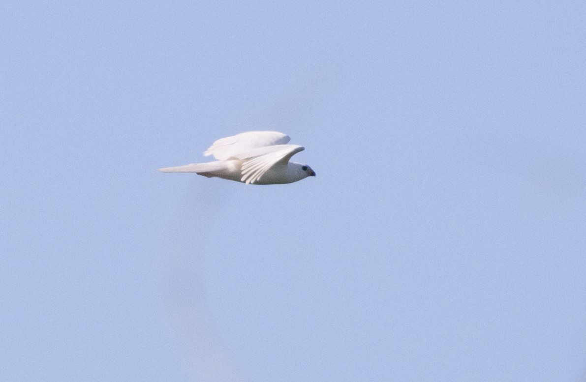 Gray Goshawk - Chris Barnes