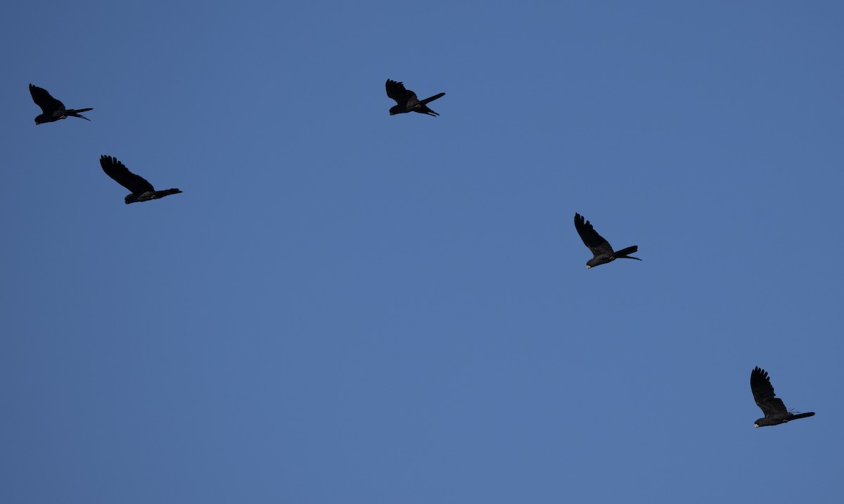 Red-tailed Black-Cockatoo - Chris Barnes