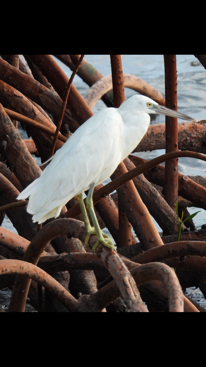 Pacific Reef-Heron - ML622686777