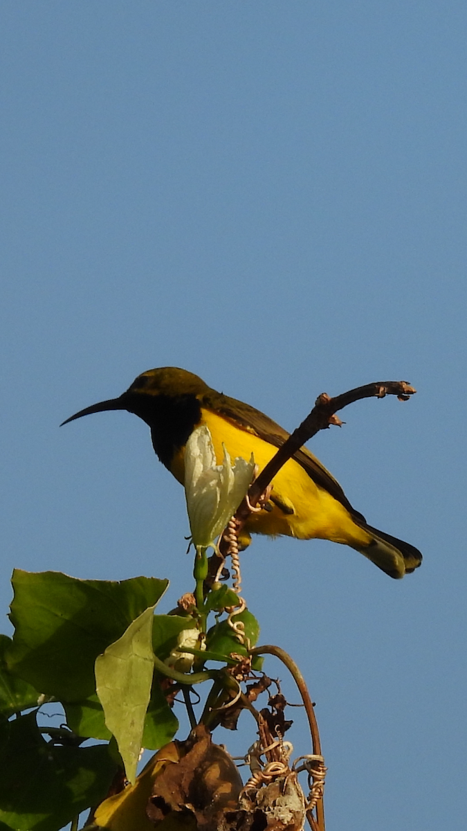 Sahul Sunbird - ML622686781