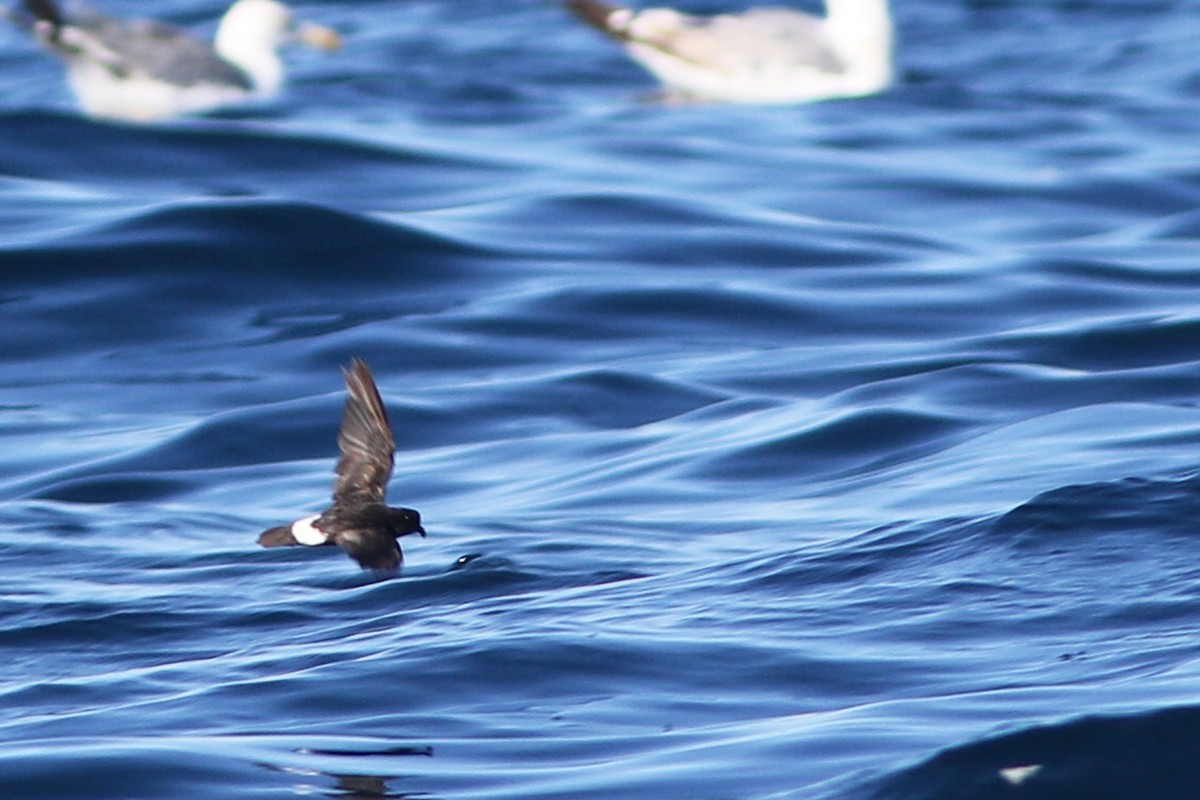 European Storm-Petrel - ML622686813