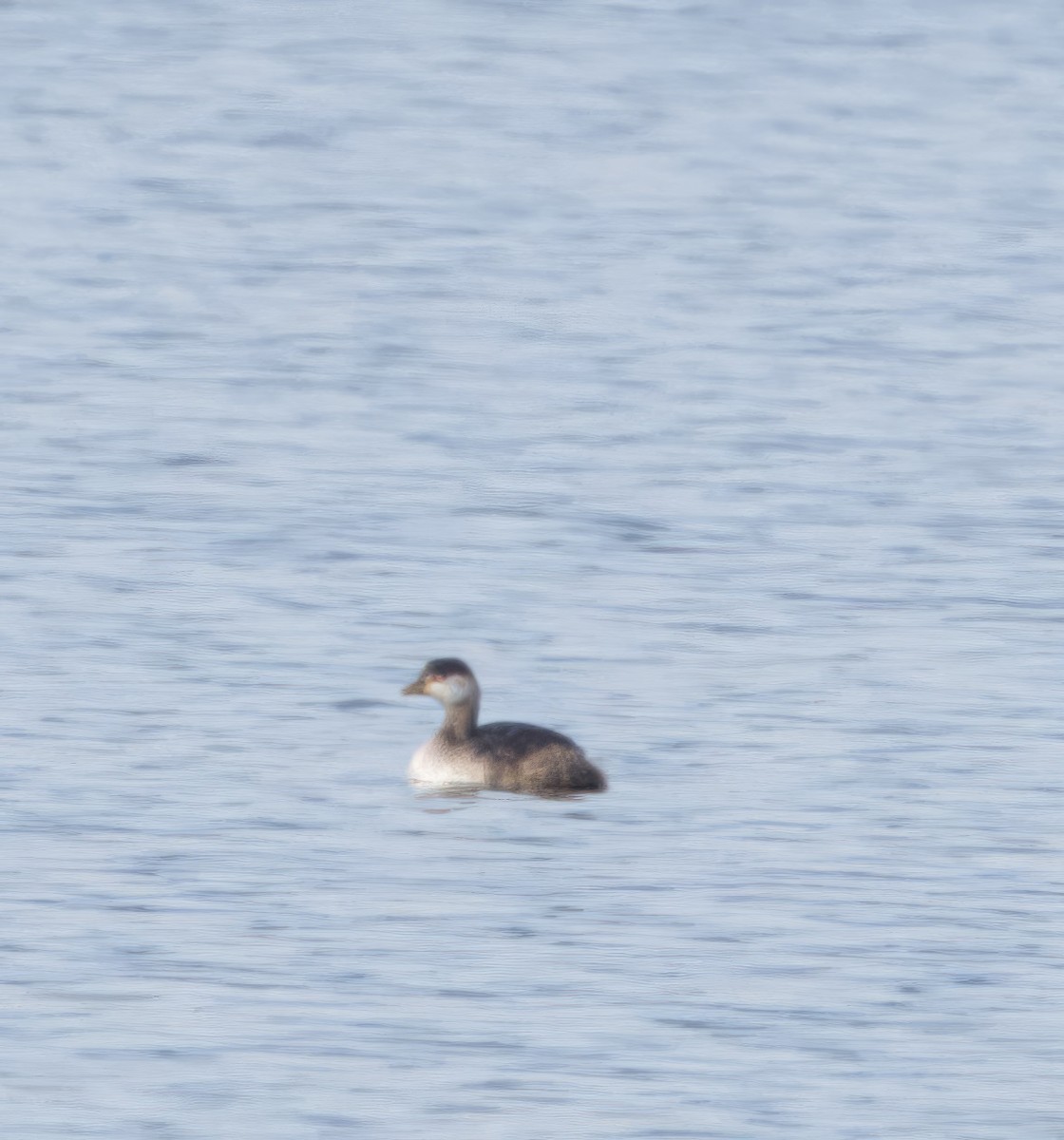 Australasian Grebe - ML622686844