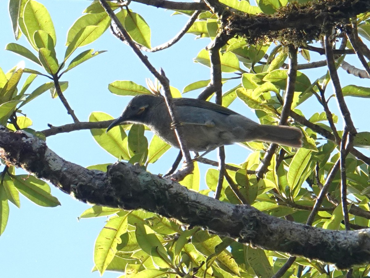 Northern Wattled-Honeyeater - ML622686847