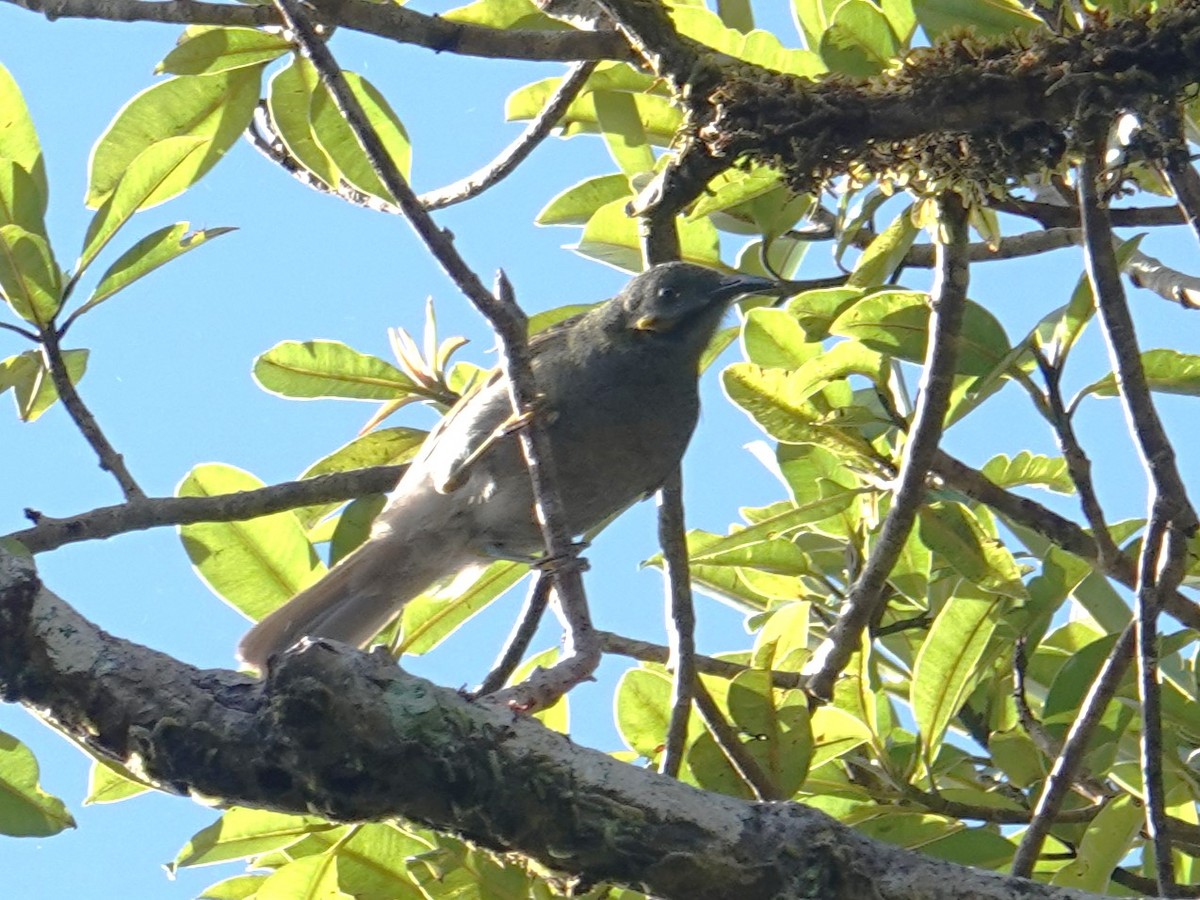 Northern Wattled-Honeyeater - ML622686848