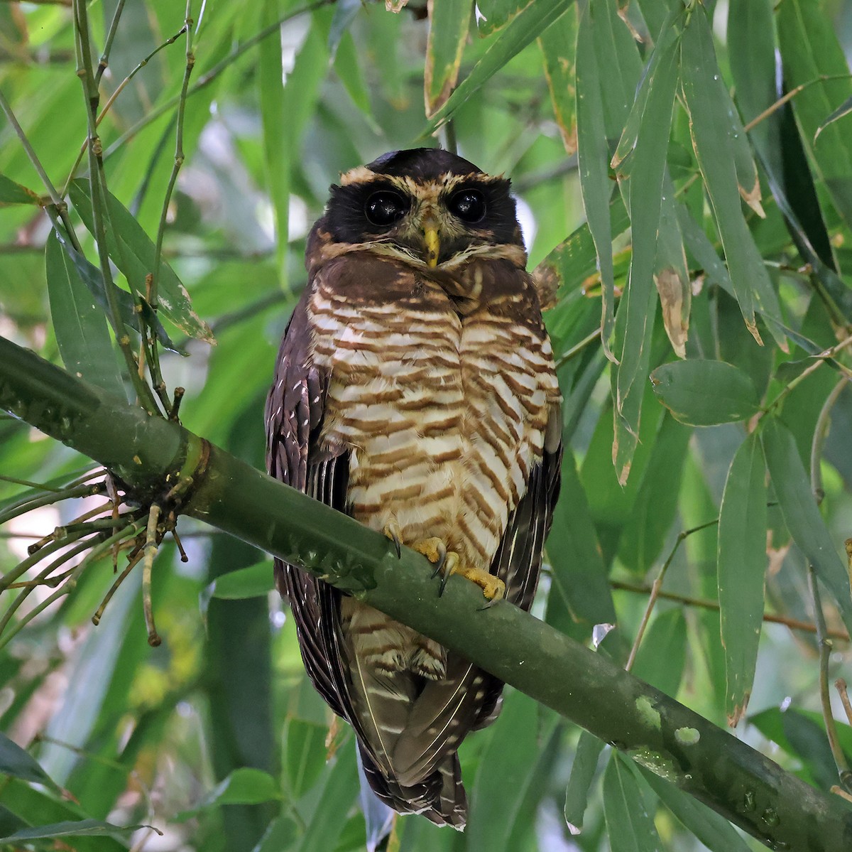 Band-bellied Owl - ML622686888