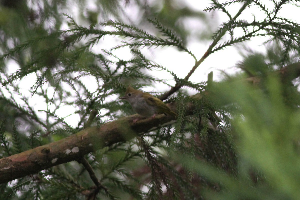 White-bellied Erpornis - ML622686914