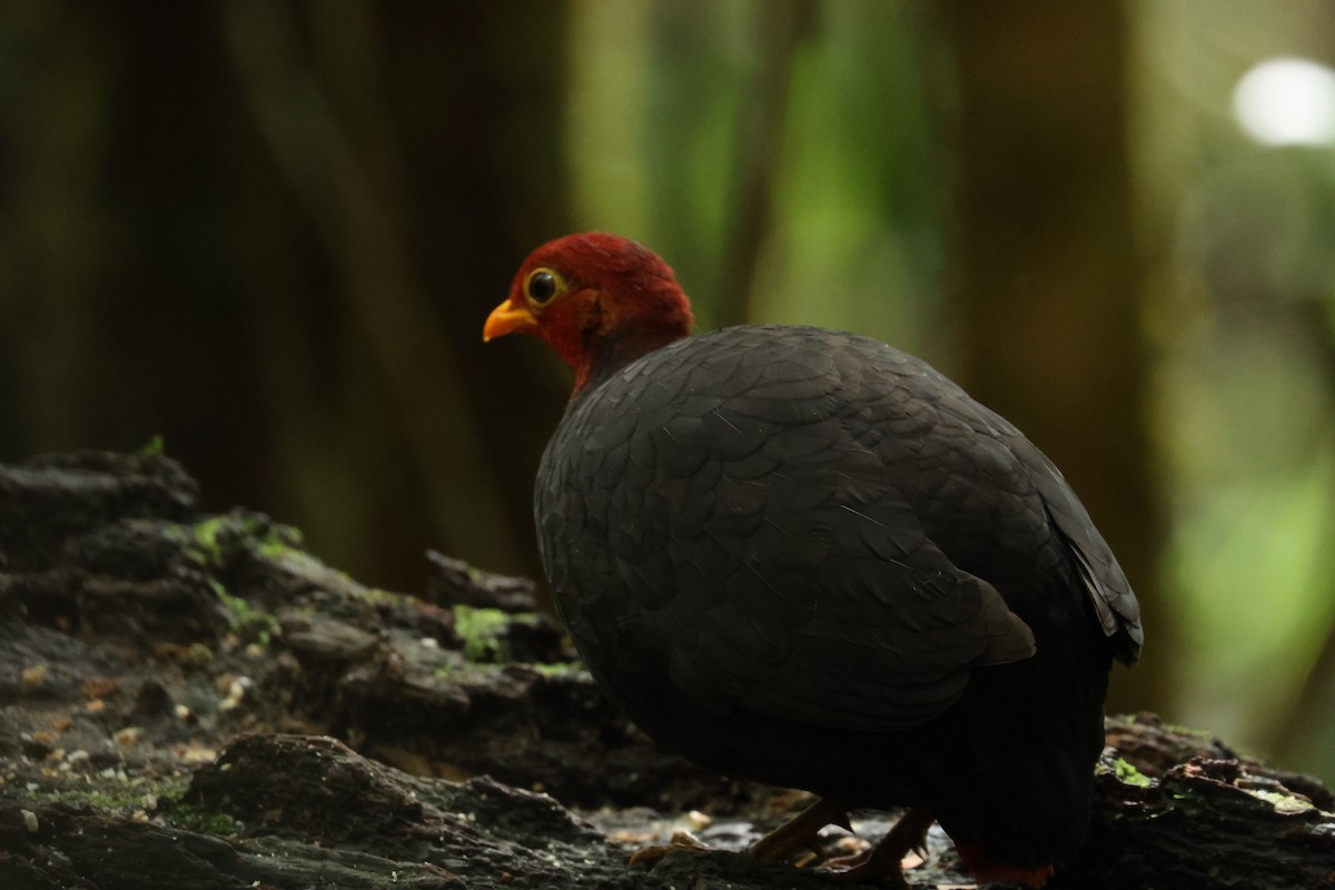 Crimson-headed Partridge - Andrew Sutherland