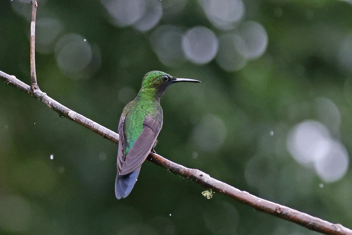 Black-throated Mango - ML622687115