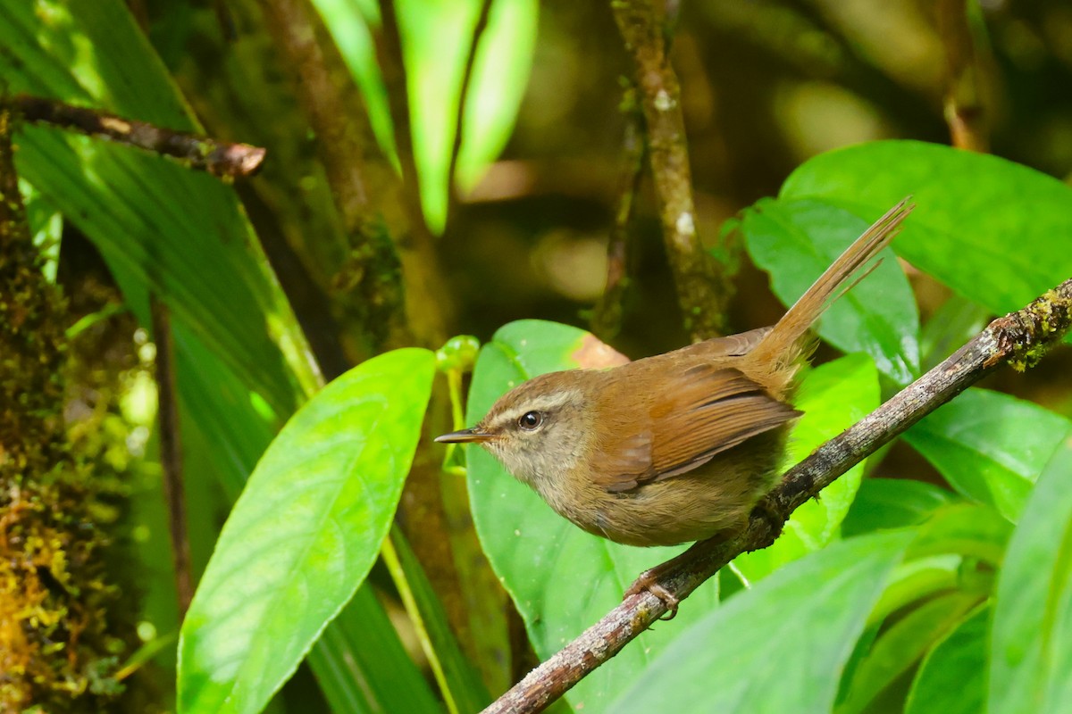 Aberrant Bush Warbler - Andrew Sutherland