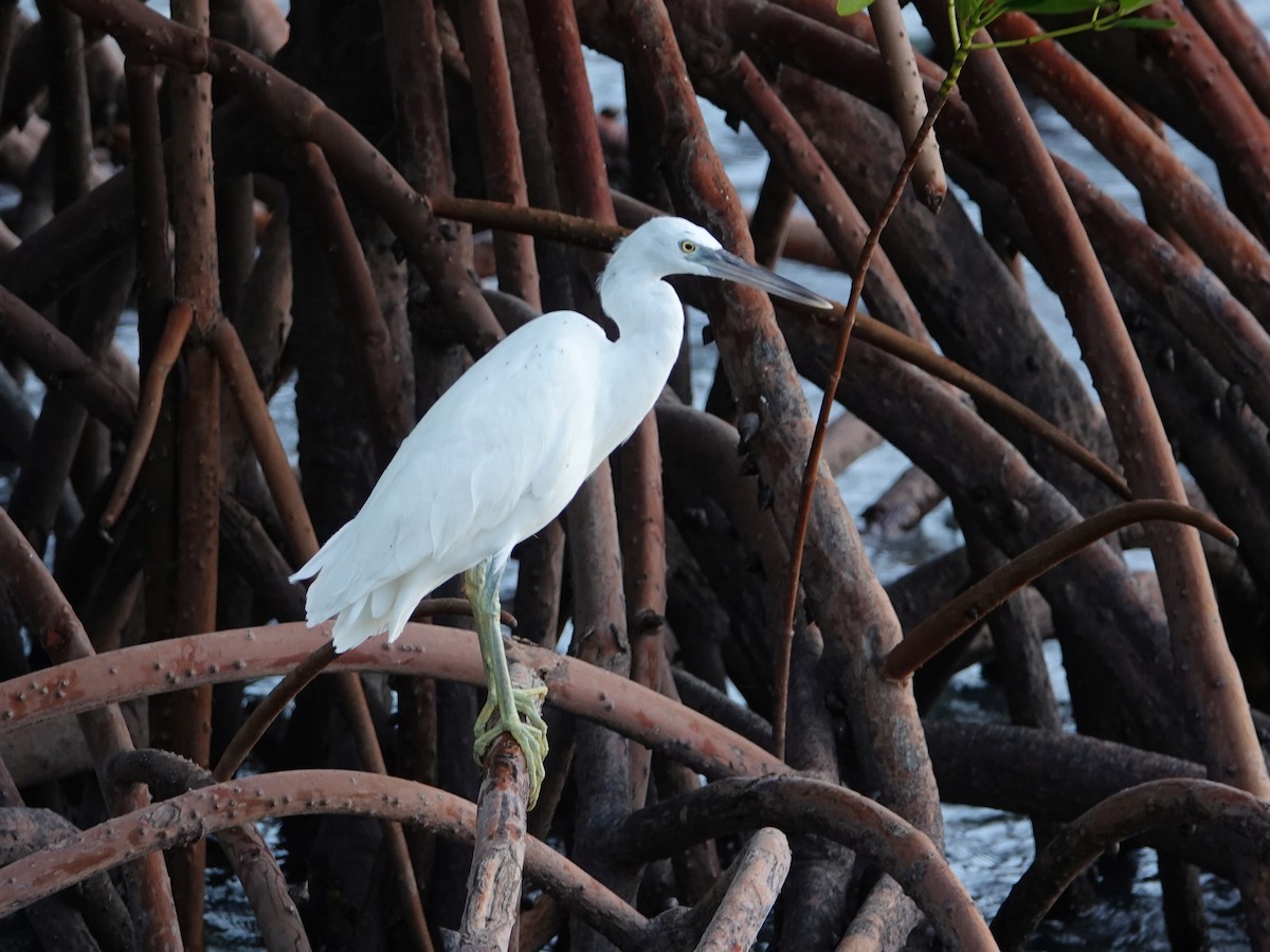 Pacific Reef-Heron - ML622687162